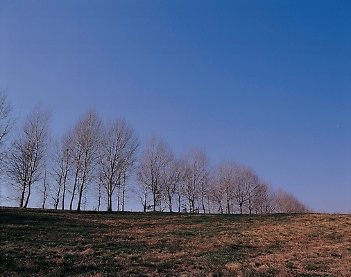 포토 JPG 주간 나무 자연 하늘 풍경 초원 사람없음 야외 언덕 미루나무 국내포토 자연요소 식물 생태계 파일형식