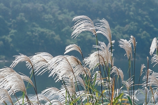 포토 JPG 주간 식물 사계절 계절 자연 바람 갈대 풍경 사람없음 야외 가을 풀 억새 국내포토 자연요소 날씨 생태계 파일형식