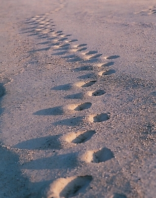 포토 JPG 주간 길 바다 여행 자연 휴가 그림자 풍경 해변 사람없음 야외 모래사장 발자국 흔적 국내포토 자연요소 자국 생태계 파일형식