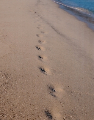 포토 JPG 주간 길 물결 바다 여행 자연 휴가 그림자 풍경 해변 사람없음 야외 모래사장 금색 발자국 흔적 국내포토 자연요소 컬러 자국 생태계 파일형식