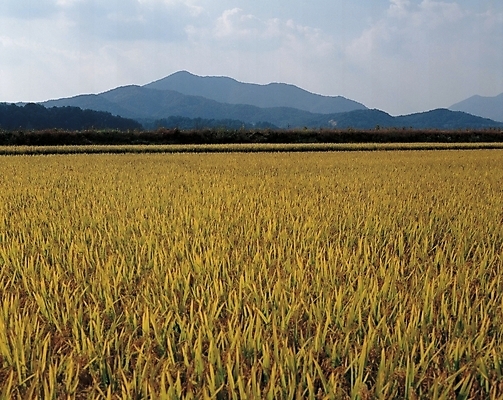 포토 JPG 주간 사계절 계절 농업 자연 논 풍경 초원 사람없음 야외 벼 가을 농촌 황금 이삭 국내포토 자연요소 산업 곡류 시골 생태계 파일형식