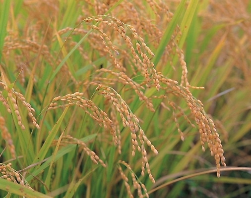 포토 JPG 주간 식물 계절 자연 사람없음 야외 벼 쌀 가을 이삭 국내포토 자연요소 곡류 생태계 파일형식