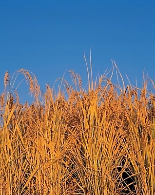 포토 JPG 주간 식물 사계절 계절 자연 하늘 풍경 초원 사람없음 야외 파란색 벼 가을 황금 이삭 국내포토 자연요소 컬러 곡류 생태계 파일형식