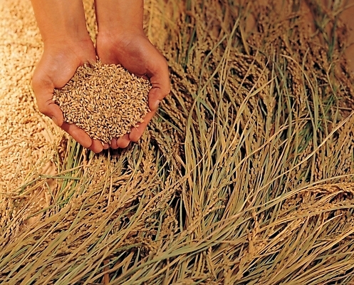 포토 JPG 주간 식물 손 음식 식재료 곡류 야외 추수 쌀 가을 낟알 이삭 국내포토 자연요소 계절 농업 신체부위 파일형식
