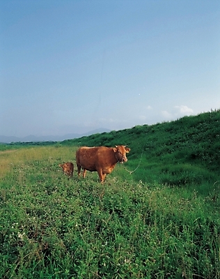 포토 JPG 주간 동물 척추동물 육지동물 포유류 자연 하늘 풍경 잔디 초원 사람없음 야외 파란색 가축 풀 소 황소 송아지 국내포토 자연요소 식물 새끼 컬러 생태계 파일형식