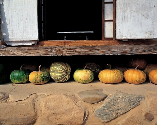 포토 JPG 주간 한국전통 전통 시설물 현대건축 건축 자연 호박 한옥 주택 풍경 사람없음 야외 문 건축부분 국내포토 자연요소 건축물 고건축 채소 한국 건물 생태계 파일형식