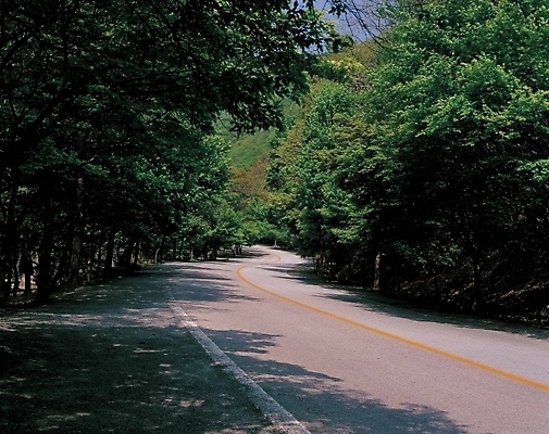 포토 JPG 나무 시설물 현대건축 건축 도로 길 자연 풍경 사람없음 중앙선 갓길 국내포토 식물 건축물 교통시설 생태계 파일형식