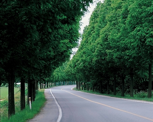 포토 JPG 주간 나무 시설물 현대건축 건축 도로 길 자연 풍경 사람없음 야외 숲 갓길 국내포토 자연요소 식물 건축물 교통시설 생태계 파일형식