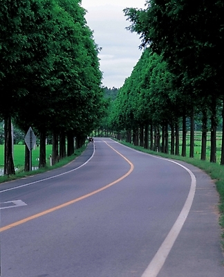 포토 JPG 주간 나무 시설물 현대건축 건축 도로 길 자연 여러그루 풍경 사람없음 야외 가로수 중앙선 갓길 국내포토 자연요소 식물 건축물 다수 교통시설 생태계 파일형식