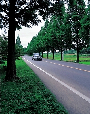 포토 JPG 주간 나무 시설물 현대건축 건축 도로 길 육상교통 교통 자동차 자연 풍경 사람없음 야외 가로수 주행 갓길 국내포토 자연요소 식물 건축물 교통수단 교통시설 생태계 파일형식