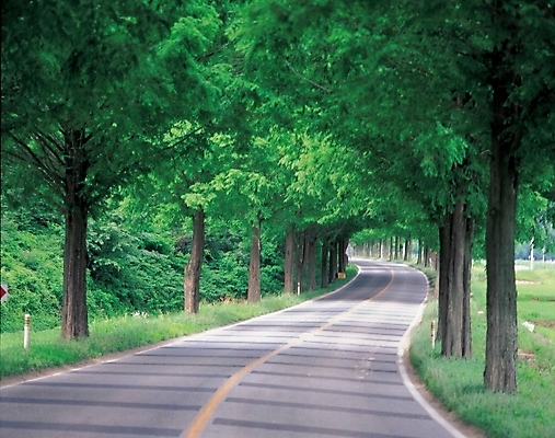 포토 JPG 주간 나무 시설물 현대건축 건축 도로 길 자연 풍경 사람없음 야외 가로수 국내포토 자연요소 식물 건축물 교통시설 생태계 파일형식