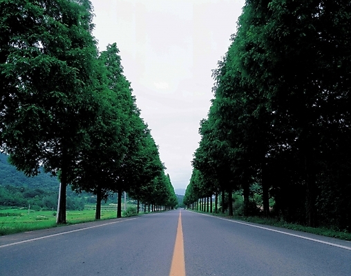 포토 JPG 주간 나무 시설물 현대건축 건축 도로 길 자연 풍경 사람없음 야외 가로수 중앙선 곧은길 국내포토 자연요소 식물 건축물 교통시설 생태계 파일형식