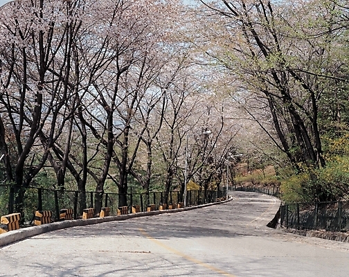 포토 JPG 주간 나무 시설물 사계절 계절 현대건축 건축 도로 길 자연 여러그루 풍경 사람없음 야외 봄 산책로 벚나무 가로수 꽃길 국내포토 자연요소 식물 건축물 다수 교통시설 벚꽃 생태계 파일형식