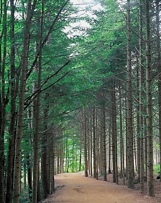 포토 JPG 주간 나무 사계절 계절 길 자연 산 풍경 사람없음 야외 봄 산책로 국내포토 자연요소 식물 생태계 파일형식