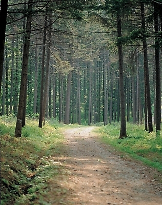 포토 JPG 주간 나무 사계절 계절 길 자연 산 풍경 사람없음 야외 봄 숲 오솔길 국내포토 자연요소 식물 생태계 파일형식