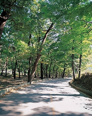 포토 JPG 주간 나무 시설물 현대건축 건축 도로 길 자연 풍경 사람없음 야외 커브길 국내포토 자연요소 식물 건축물 교통시설 생태계 파일형식