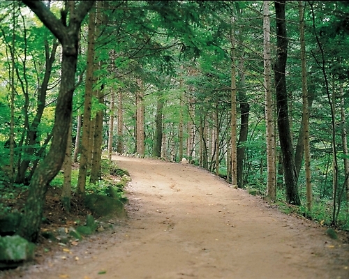 포토 JPG 주간 나무 사계절 계절 길 자연 산 풍경 사람없음 야외 봄 산책로 숲 오솔길 국내포토 자연요소 식물 생태계 파일형식
