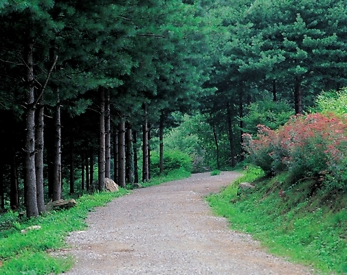 포토 JPG 주간 나무 사계절 계절 공원 길 자연 산 풍경 사람없음 야외 봄 숲 대서 숲길 산길 국내포토 자연요소 식물 공공시설 절기 생태계 파일형식