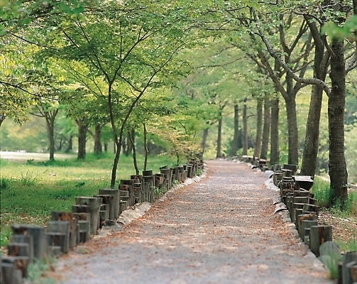 포토 JPG 주간 나무 사계절 계절 공원 길 자연 풍경 사람없음 야외 봄 산책로 휴양림 국내포토 자연요소 식물 공공시설 생태계 파일형식