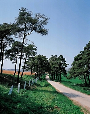 포토 JPG 주간 나무 길 자연 풍경 사람없음 야외 외딴길 국내포토 자연요소 식물 생태계 파일형식