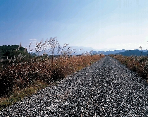 포토 JPG 주간 사계절 계절 길 자연 하늘 풍경 사람없음 야외 가을 억새 갈대숲 곧은길 자갈길 국내포토 자연요소 식물 숲 생태계 파일형식 갈대_식물
