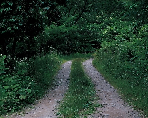 포토 JPG 주간 길 자연 풍경 사람없음 야외 숲길 산길 두갈래길 국내포토 자연요소 생태계 파일형식