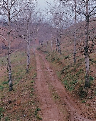포토 JPG 주간 나무 사계절 계절 길 겨울 자연 산 풍경 사람없음 야외 언덕길 입동 국내포토 자연요소 식물 절기 생태계 파일형식
