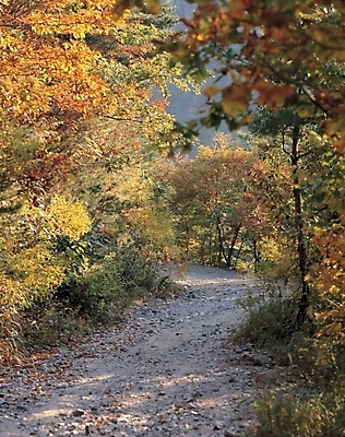 포토 JPG 주간 나무 사계절 계절 길 단풍 자연 풍경 사람없음 야외 가을 산길 능선길 국내포토 자연요소 식물 잎 생태계 파일형식