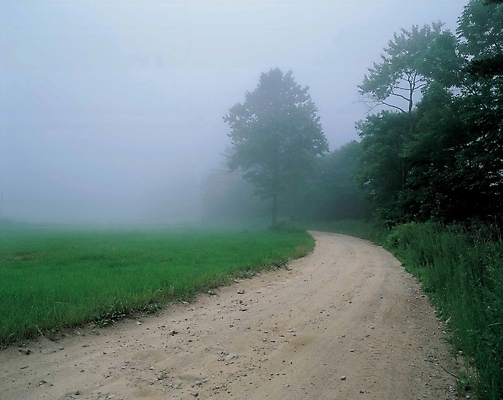 포토 JPG 주간 나무 길 자연 풍경 사람없음 야외 안개 외딴길 국내포토 자연요소 식물 날씨 생태계 파일형식