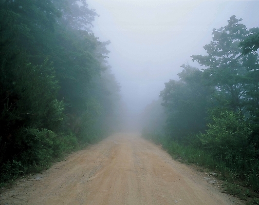 포토 JPG 주간 나무 길 자연 풍경 사람없음 야외 안개 곧은길 국내포토 자연요소 식물 날씨 생태계 파일형식