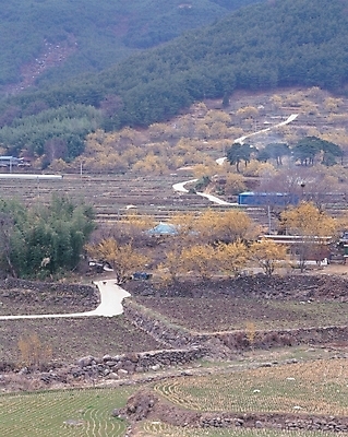 포토 JPG 주간 길 농업 자연 산 논 풍경 사람없음 야외 마을 농촌 시골 오솔길 논길 논두렁 언덕길 국내포토 자연요소 산업 생태계 파일형식