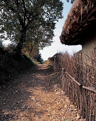 포토 JPG 주간 나무 식물 시설물 건축 길 고건축 한국건축 자연 한국 초가집 풍경 사람없음 야외 동양건축 시골길 고목나무 촌길 국내포토 자연요소 건축물 아시아 한옥 생태계 파일형식 동양