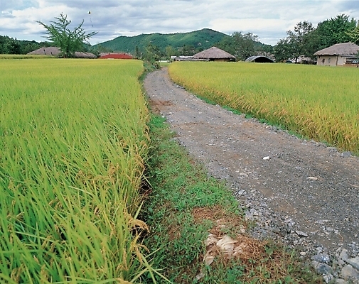 포토 JPG 주간 나무 구름 길 농업 자연 하늘 산 논 풍경 사람없음 야외 초록색 마을 벼 농촌 시골 논길 국내포토 자연요소 식물 산업 컬러 곡류 생태계 파일형식
