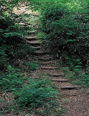 포토 JPG 주간 나무 식물 길 자연 풍경 사람없음 야외 초록색 계단 풀 산길 나무계단 국내포토 자연요소 컬러 생태계 파일형식
