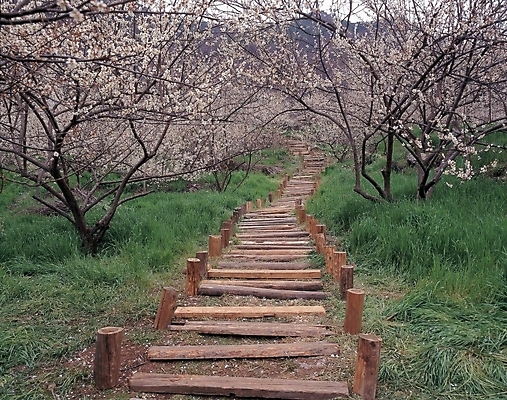 포토 JPG 주간 식물 꽃 길 자연 풍경 사람없음 야외 초록색 계단 산책로 벚꽃 풀 벚나무 나무계단 국내포토 자연요소 나무 컬러 생태계 파일형식