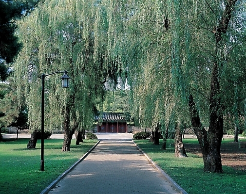 포토 JPG 주간 나무 식물 공원 길 고건축 가로등 자연 여러그루 풍경 잔디 사람없음 야외 초록색 문 궁전 풀 라일락 고목나무 국내포토 자연요소 건축물 공공시설 꽃 컬러 다수 생태계 파일형식