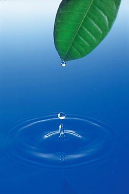 포토 JPG 스튜디오촬영 식물 잎 자연 나뭇잎 실내 사람없음 초록색 물 물방울 수면 파장 국내포토 자연요소 컬러 내부 생태계 파일형식