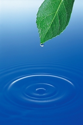 포토 JPG 스튜디오촬영 식물 잎 자연 나뭇잎 실내 사람없음 초록색 물 물방울 수면 파장 국내포토 자연요소 컬러 내부 생태계 파일형식