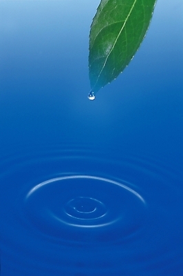 포토 JPG 스튜디오촬영 식물 잎 자연 나뭇잎 실내 사람없음 초록색 물 물방울 수면 파장 국내포토 자연요소 컬러 내부 생태계 파일형식