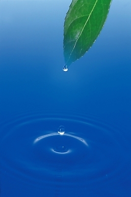 포토 JPG 스튜디오촬영 식물 잎 자연 나뭇잎 실내 사람없음 초록색 물 물방울 수면 파장 국내포토 자연요소 컬러 내부 생태계 파일형식