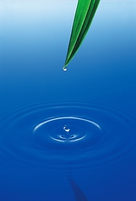 포토 JPG 스튜디오촬영 식물 잎 자연 나뭇잎 실내 사람없음 초록색 물 물방울 수면 파장 국내포토 자연요소 컬러 내부 생태계 파일형식