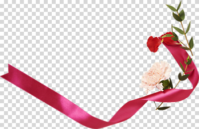편집이미지 꽃 리본 편지봉투 사람없음 하이앵글 카네이션 PNG 편집소스 루스커스 식물 뷰포인트 봉투 편지 파일형식