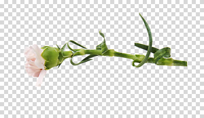 편집이미지 꽃 줄기 한송이 사람없음 하이앵글 카네이션 PNG 편집소스 식물 1 뷰포인트 송이 파일형식