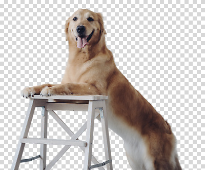 동물 편집이미지 한마리 서기 사람없음 귀여움 기댐 골든리트리버 강아지 PNG 반려 편집소스 1 컨셉 모션 반려동물 개 리트리버 파일형식
