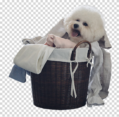 동물 편집이미지 한마리 응시 사람없음 반려동물 귀여움 강아지 빨래 PNG 반려 빨래바구니 비숑프리제 편집소스 1 시선 컨셉 가사 바구니 개 파일형식