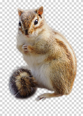 동물 편집이미지 척추동물 한마리 육지동물 야생동물 포유류 사람없음 다람쥐 PNG 편집소스 1 설치류 파일형식