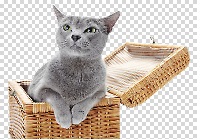 동물 편집이미지 한마리 포유류 앉기 사람없음 반려동물 소풍 바구니 귀여움 고양이 러시안블루 PNG 동물라이프 반려 소풍바구니 편집소스 1 라이프스타일 컨셉 모션 야외활동 파일형식
