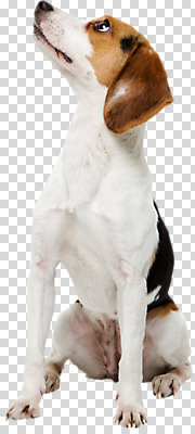 동물 편집이미지 척추동물 한마리 응시 반려견 포유류 앉기 사람없음 반려동물 귀여움 올려보기 개 강아지 비글 PNG 반려 편집소스 1 시선 컨셉 모션 파일형식