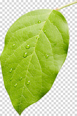 식물 편집이미지 잎 자연 나뭇잎 사람없음 초록색 물 물방울 신선 풀 PNG 편집소스 자연요소 컬러 생태계 파일형식