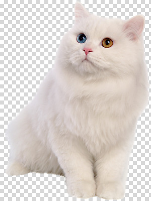 동물 편집이미지 척추동물 한마리 육지동물 포유류 사람없음 반려동물 터키시앙고라 PNG 반려 오드아이 편집소스 반려묘 1 고양이 파일형식